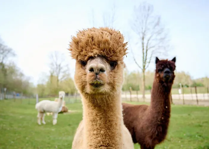 Glamping Meersen Campo de lujo Meerssen